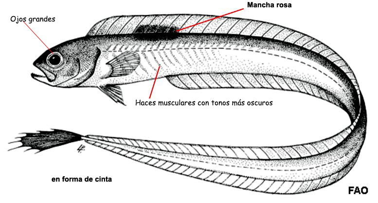 Cepola macrophthalma_01.jpg